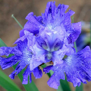 Siberian Iris Blueberry Fair, Iris Siberica Blueberry Fair, Siberian flag Blueberry Fair, Blue Flowers, Blue Iris, Blue Siberian iris